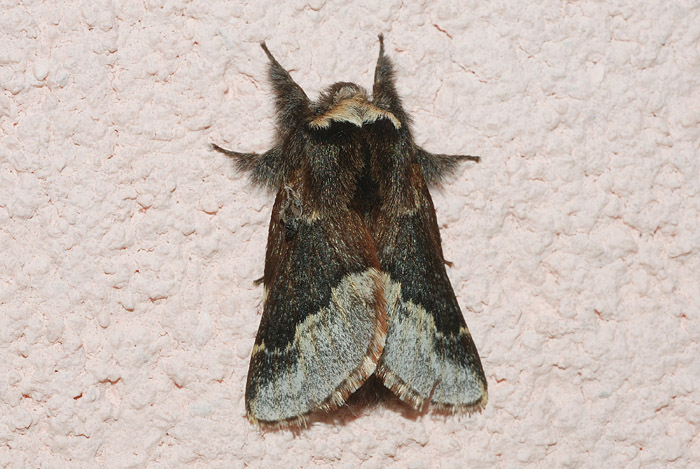 Noctuidae da confermare